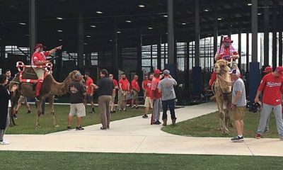 MLB: Washington Nationals counts on camels as motivation trick