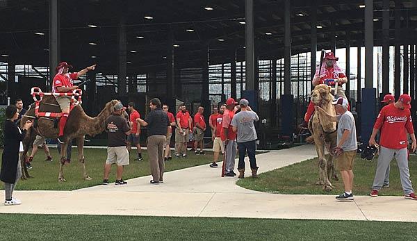 MLB: Washington Nationals counts on camels as motivation trick