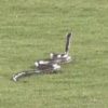 MLB: Snake on the court interrupts a Minor League game